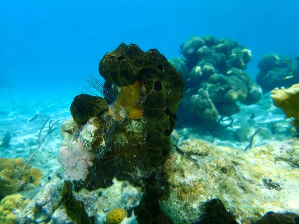 Tunicados Coloniales Didemnum Cineraceum Submarino Mar Caribe Cuba Playa Cueva — Foto de Stock
