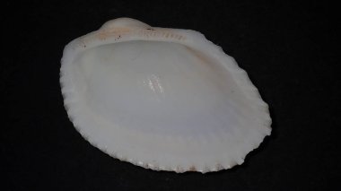 Siyah bir arkaplanda enine gemi (Anadara transversa) yakın plan