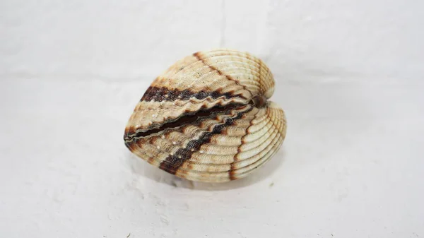 Seashell Bivalve Mollusc Tuberculate Cockle Rough Cockle Marocchino Cockle Acanthocardia — Foto Stock