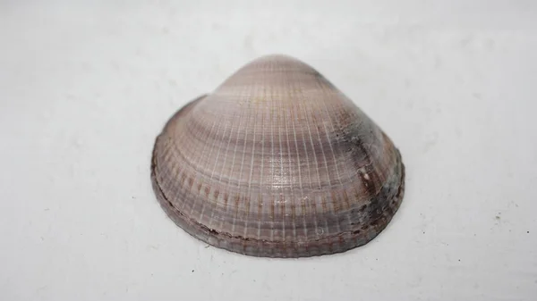 Seashell Bivalve Mollusc Glycymeris Nummaria Neutral Suddig Bakgrund Plats För — Stockfoto
