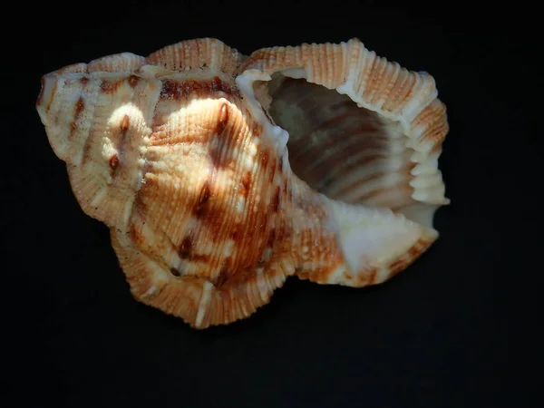Seashell Sea Snail Borsellino Frogsnail Frilled Frogsnail Bufonaria Crumena Sfondo — Foto Stock