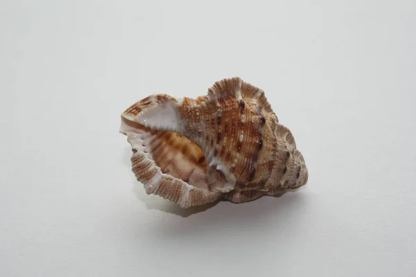 Seashell Sea Snail Purse Frogsnail Frilled Frogsnail Bufonaria Crumena Neutral — Stock Photo, Image