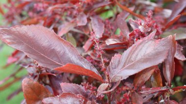 Cooperleaf veya Flamengueira, bakır fabrikası (Acalypha wilkesiana), Mısır, Sharm El Sheikh