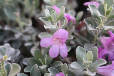 Evergreen Çalılık Texas Ranger veya vahşi leylak (Leucophyllum frutescens), Mısır, Sharm El Sheikh