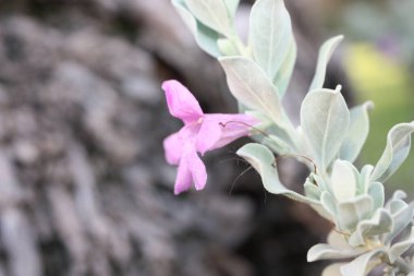 Evergreen Çalılık Texas Ranger veya vahşi leylak (Leucophyllum frutescens), Mısır, Sharm El Sheikh
