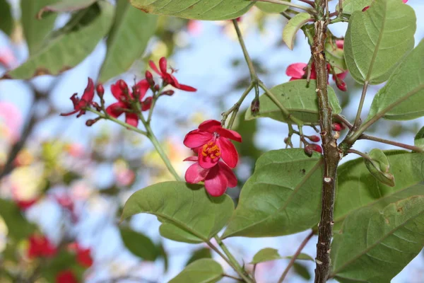 Blüten Der Blühenden Pflanze Würzig Jatropha Oder Wanderröhre Jatropha Integerrima — Stockfoto