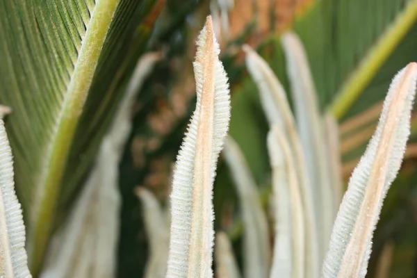 Japońska Palma Sago Lub Król Sago Sago Palm Sago Cycad — Zdjęcie stockowe