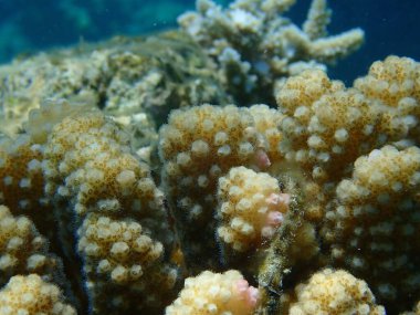 Taşlı mercan ahşap mercan, ya da karnabahar mercanı, tokmak boynuzlu mercan (Pocillopora verrucosa) yakın plan sualtı, Kızıl Deniz, Mısır, Sharm El Sheikh, Nabq Körfezi