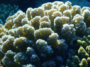 Taşlı mercan ahşap mercan, ya da karnabahar mercanı, tokmak boynuzlu mercan (Pocillopora verrucosa) yakın plan sualtı, Kızıl Deniz, Mısır, Sharm El Sheikh, Nabq Körfezi