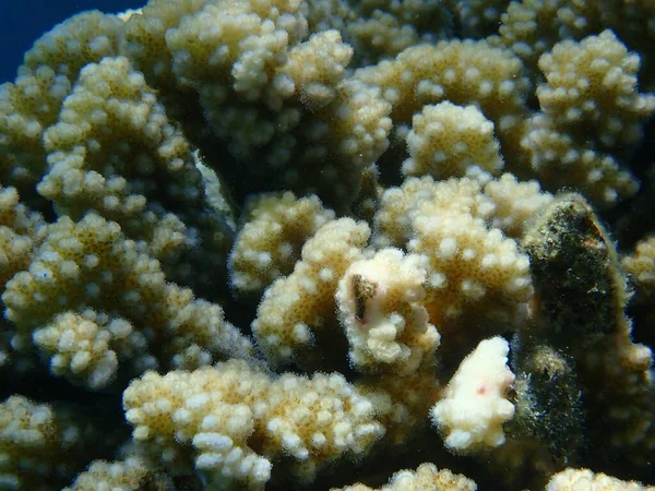 石のサンゴのラップサンゴ またはカリフラワーサンゴ ツマミ付きのサンゴ ポチョリロポラ ヴェルクルコサ 近くの海底 エジプト シャルム シェイク ナベク湾 — ストック写真