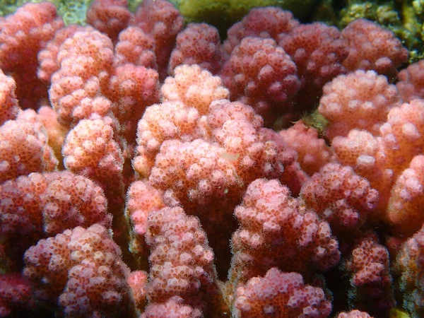 Köves Korall Rasp Korall Vagy Karfiol Korall Gomb Szarvú Korall — Stock Fotó