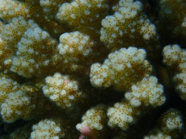 Steinkorallen Raspelkoralle Oder Blumenkohl Koralle Knopfhörnchen Koralle Pocillopora Verrucosa Nahaufnahme — Stockfoto