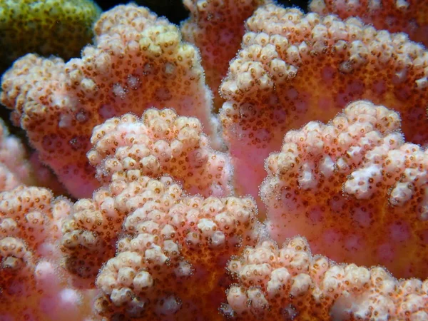 Коралловые Ростки Кораллов Кораллы Цветной Капусты Коралловые Рога Pocillopora Verrucosa — стоковое фото