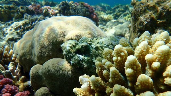 Şeytan akrep balığı, sahte taşbalığı veya sahte akrep balığı (Scorpaenopsis diabolus) denizaltı, Kızıl Deniz, Mısır, Sharm El Sheikh, Nabq Körfezi