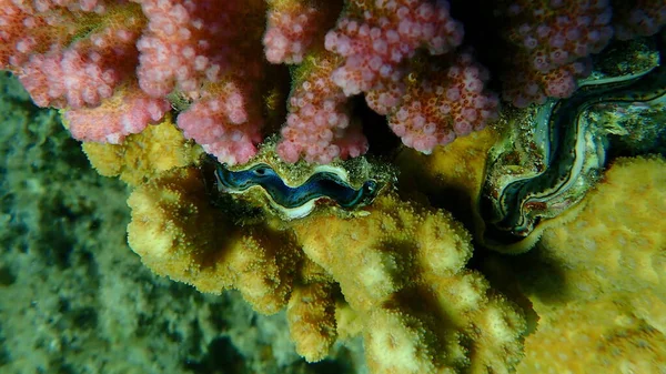 Małże Tridacna Maxima Podmorskie Morze Czerwone Egipt Sharm Sheikh Nabq — Zdjęcie stockowe