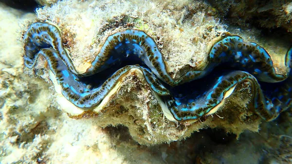 Bivalve Mollusc Maxima Clam Small Giant Clam Tridacna Maxima Undersea — Stock Photo, Image