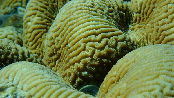 Малая Долина Коралловых Кораллов Твердомозговых Кораллов Platygyra Lamellina Водой Красное — стоковое фото