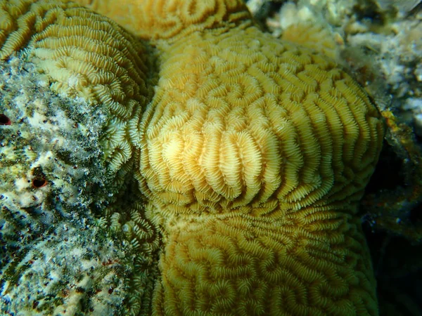 Lesser Valley Coral Hard Brain Coral Platygyra Lamellina Undersea Red — Stock Photo, Image