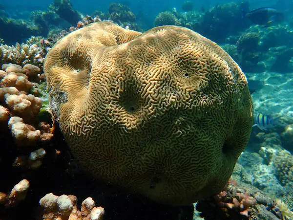 Coral Vale Menor Coral Cérebro Duro Platygyra Lamellina Submarino Mar — Fotografia de Stock