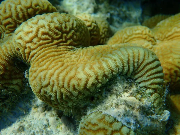 Малая Долина Коралловых Кораллов Твердомозговых Кораллов Platygyra Lamellina Водой Красное — стоковое фото