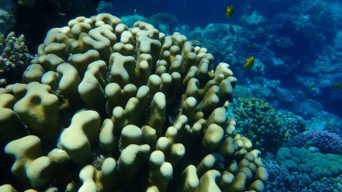 Taşlı mercan topuzu mercanı (Goniastrea stelligera. Favia stelligera) denizaltı, Kızıl Deniz, Mısır, Sharm El Sheikh, Nabq Ba