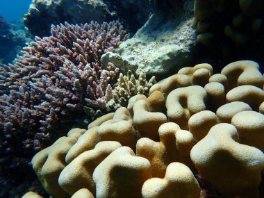 Taşlı mercan topuzu mercanı (Goniastrea stelligera. Favia stelligera) denizaltı, Kızıl Deniz, Mısır, Sharm El Sheikh, Nabq Ba