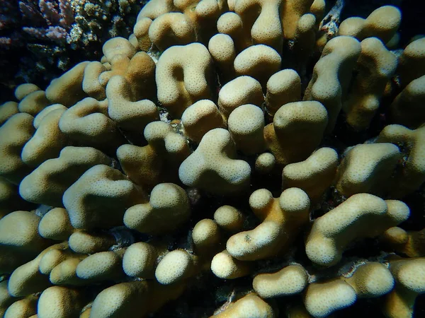 stock image Stony coral Knob coral (Goniastrea stelligera. Previously called Favia stelligera) undersea, Red Sea, Egypt, Sharm El Sheikh, Nabq Ba