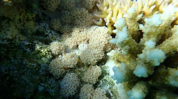 Beyaz Atımlı Mercan Ponpon Ponpon Ksenia Veya Pullu Mercan Xenia — Stok fotoğraf