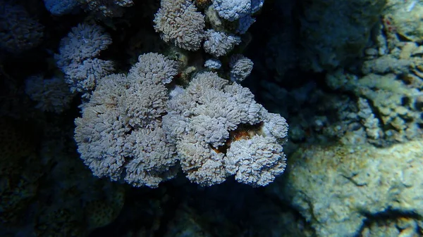 Белый Пульс Коралловый Помпон Ксения Импульсные Кораллы Xenia Umbellata Водой — стоковое фото