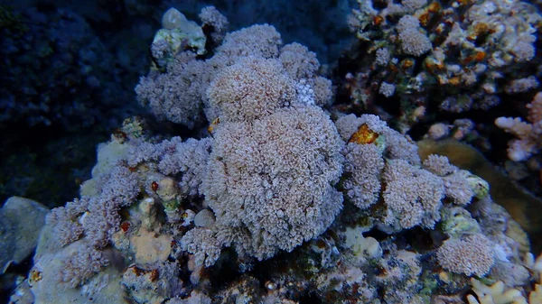 White Pulse Coral Pom Pom Xenia Pulse Coral Xenia Umbellata — Stock Photo, Image