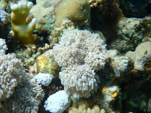 ホワイトパルスサンゴ ポンポンクセニアまたはパルスサンゴ Xenia Umbellata エジプト 魅力エルシェイク ナベク湾 — ストック写真