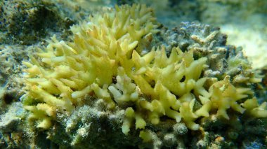 Bush mercanı veya ince kuş yuvası mercan, dikenli sıra mercan, iğne mercanı (Seriatopora hystrix) deniz altı, Kızıl Deniz, Mısır, Sharm El Sheikh, Nabq Körfezi