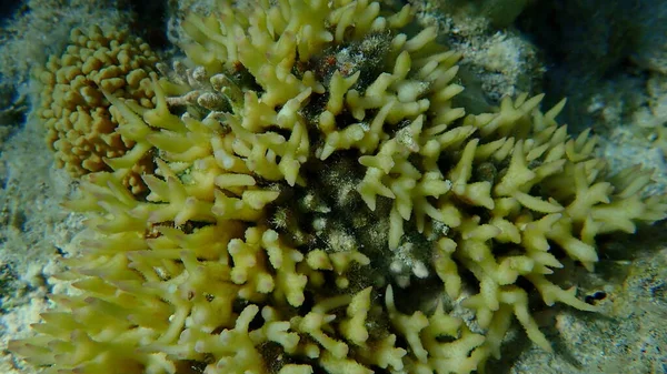 布什珊瑚或最薄的珊瑚 刺珊瑚 海底针珊瑚 沙姆沙伊赫 纳布克湾 — 图库照片