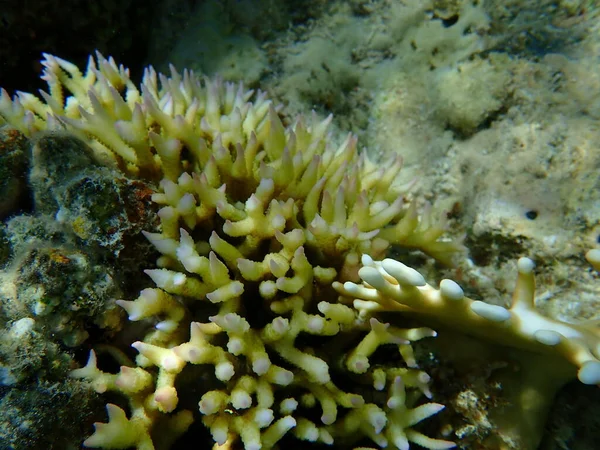 Koralowiec Krzaczasty Lub Cienki Ptasi Wąż Koralowy Koralowiec Kręgosłupa Koralowiec — Zdjęcie stockowe