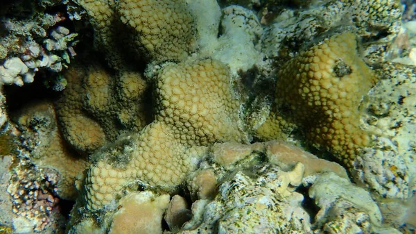 Coral Coluna Coral Pedregoso Hydnophora Microconos Submarino Mar Vermelho Egito — Fotografia de Stock