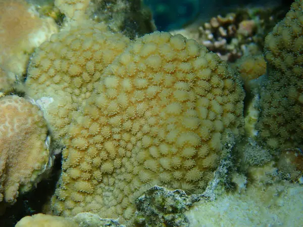 海底石珊瑚脊椎珊瑚 Hydnophora Microconos 沙姆沙伊赫 纳布克湾 — 图库照片