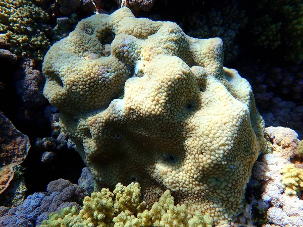 Stony Κοράλλια Σπονδυλική Στήλη Hydnophora Microconos Υποθαλάσσια Ερυθρά Θάλασσα Αίγυπτος — Φωτογραφία Αρχείου