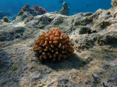 Taş mercan başlıklı mercan ya da yumuşak karnabahar mercanı (Stylophora pistillata) denizaltı, Kızıl Deniz, Mısır, Sharm El Sheikh, Nabq Körfezi