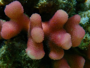 Taş mercan başlıklı mercan ya da yumuşak karnabahar mercanı (Stylophora pistillata) denizaltı, Kızıl Deniz, Mısır, Sharm El Sheikh, Nabq Körfezi