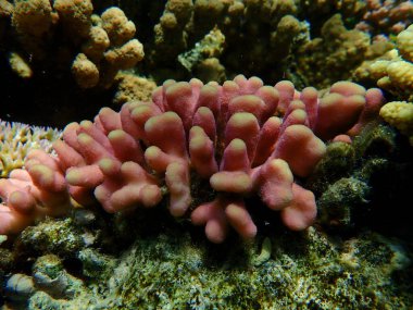 Taş mercan başlıklı mercan ya da yumuşak karnabahar mercanı (Stylophora pistillata) denizaltı, Kızıl Deniz, Mısır, Sharm El Sheikh, Nabq Körfezi
