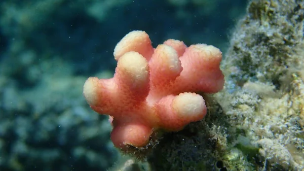 Koralowiec Kamienny Kapturem Lub Koralowiec Gładki Kalafiorem Koralowiec Tłoczny Stylophora — Zdjęcie stockowe