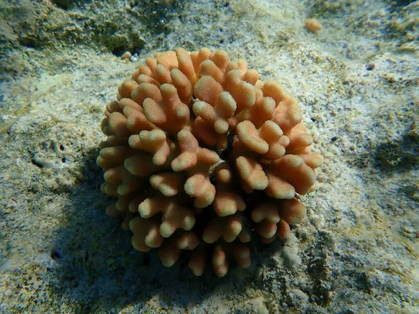 Taş Mercan Başlıklı Mercan Yumuşak Karnabahar Mercanı Stylophora Pistillata Denizaltı — Stok fotoğraf
