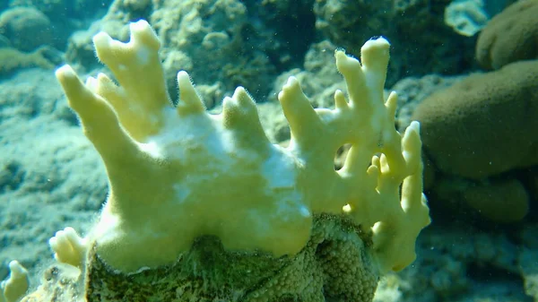 Чистый Огонь Кораллов Разветвленный Огонь Кораллов Millepora Dichotoma Водой Красное — стоковое фото