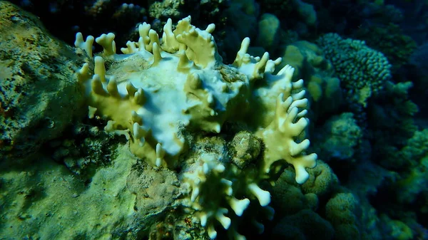 Coral Fogo Líquido Coral Fogo Ramificado Dicotoma Millepora Submarino Mar — Fotografia de Stock
