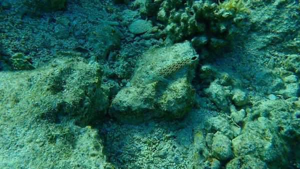 Benekli Kum Tepeciği Benekli Kum Tepeciği Parapercis Hexophtalma Deniz Altı — Stok fotoğraf