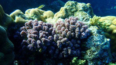 Taşlı mercan ahşap mercan ya da karnabahar mercanı, tokmak boynuzlu mercan (Pocillopora verrucosa) denizaltı, Kızıldeniz, Mısır, Sharm El Sheikh, Nabq Körfezi