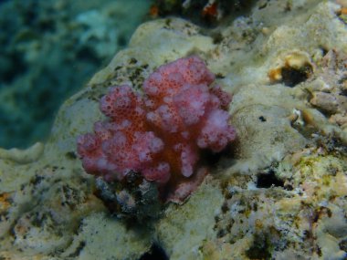 Taşlı mercan ahşap mercan ya da karnabahar mercanı, tokmak boynuzlu mercan (Pocillopora verrucosa) denizaltı, Kızıldeniz, Mısır, Sharm El Sheikh, Nabq Körfezi
