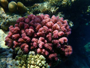 Taşlı mercan ahşap mercan ya da karnabahar mercanı, tokmak boynuzlu mercan (Pocillopora verrucosa) denizaltı, Kızıldeniz, Mısır, Sharm El Sheikh, Nabq Körfezi