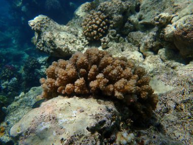 Taşlı mercan ahşap mercan ya da karnabahar mercanı, tokmak boynuzlu mercan (Pocillopora verrucosa) denizaltı, Kızıldeniz, Mısır, Sharm El Sheikh, Nabq Körfezi