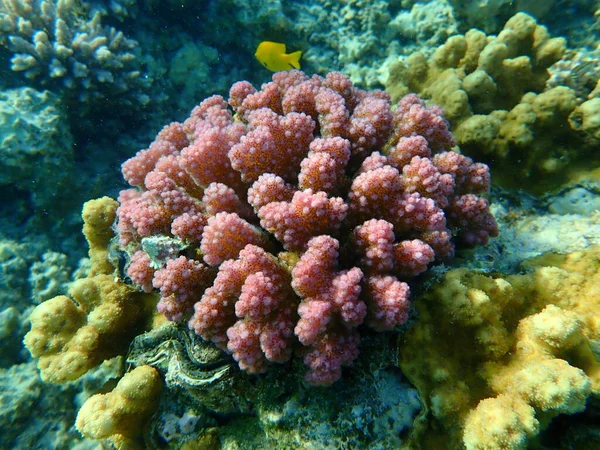 石のサンゴのラップサンゴ またはカリフラワーサンゴ ツマミの角を持つサンゴ Pocilpora Verrucosa エジプト シャームエルシェイク ナベク湾 — ストック写真